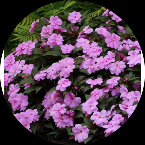 purpleimpatiens